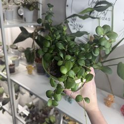 Hoya Heuschkeliana Yellow