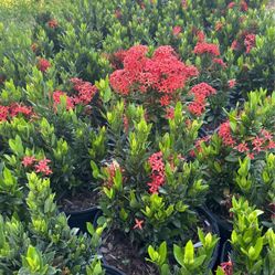 Ixora