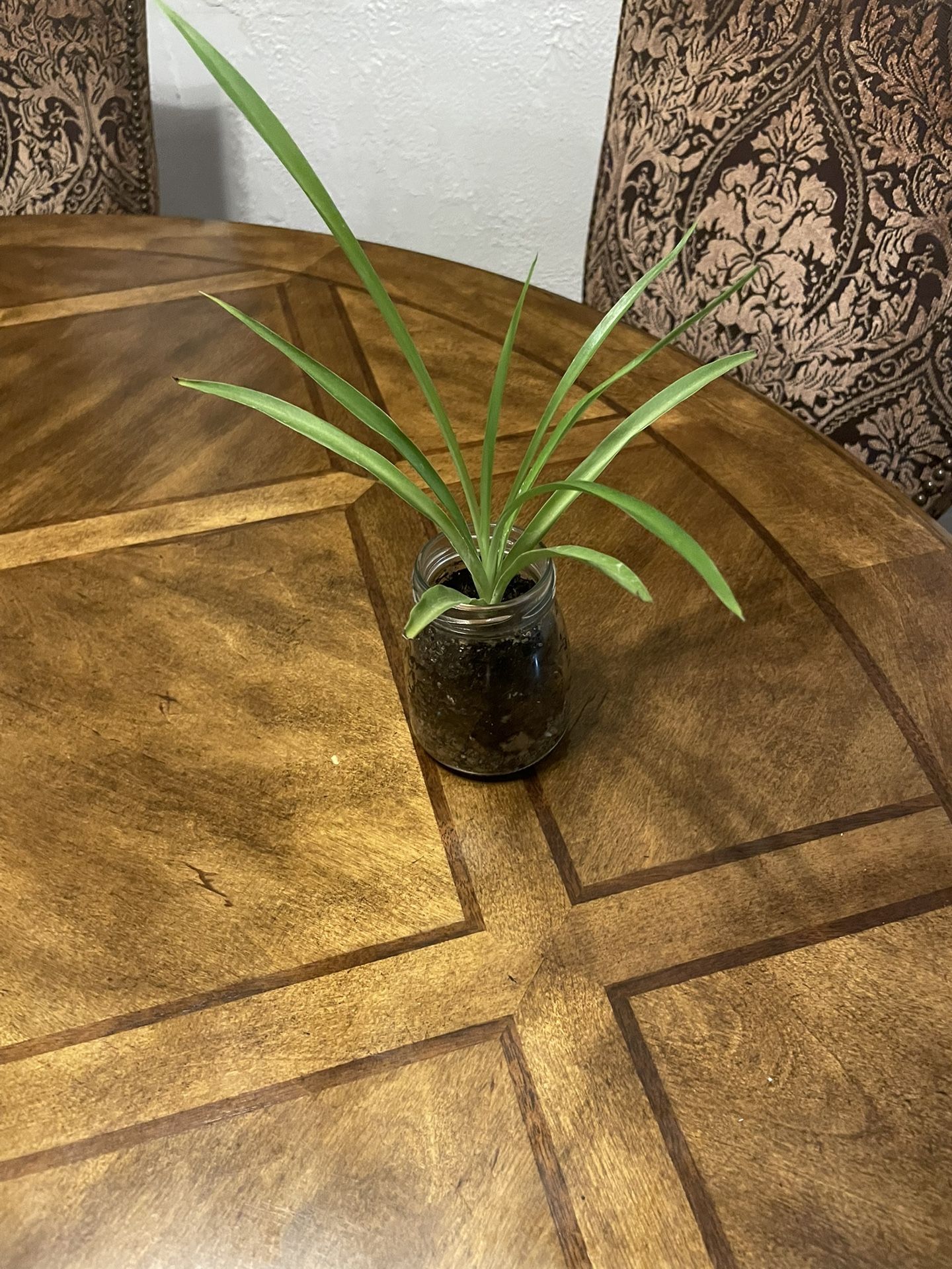 Spider Plant