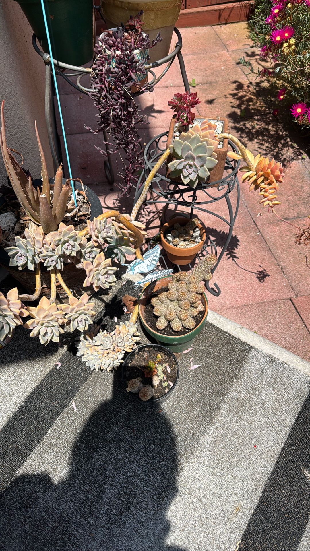 Live Plants For Sale