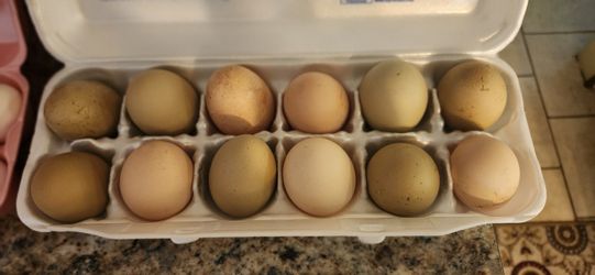 Organic Chicken Eggs