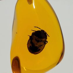 Brand New 2.5" Japanese Beetle (Popillia japonica) Amber-color Resin Pendant NO NECKLACE INCLUDED PENDANT ONLY. The insect in the image is a Japanese 
