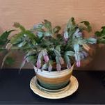 Thanksgivings cactus