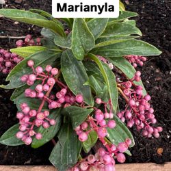 🌸 Plant: Marianyla