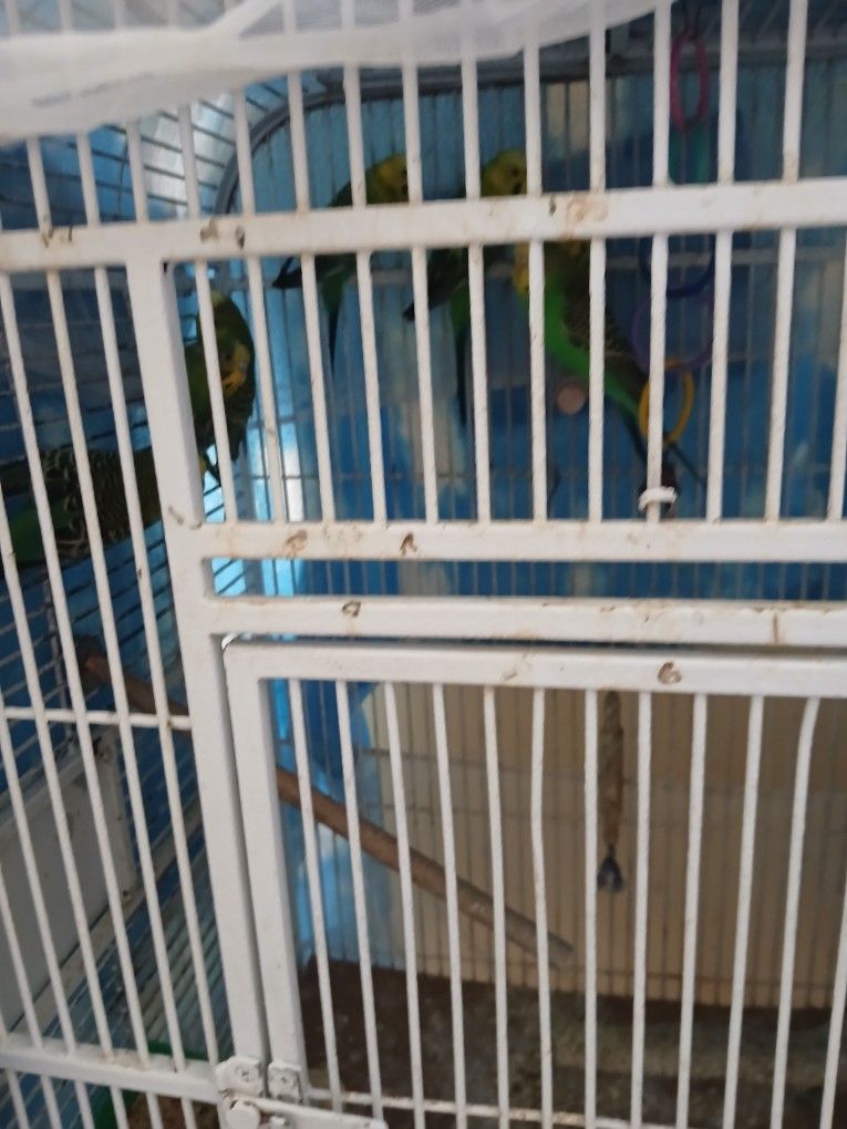 Parakeets For Sale. Is 7 birds  35 dollars each  And 40 dollars for  the cage. 