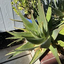 aloe Vera Plant 