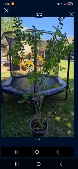 Arbol de flor