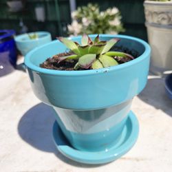 Ceramic Pot With Succulent
