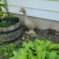 Concrete Goose