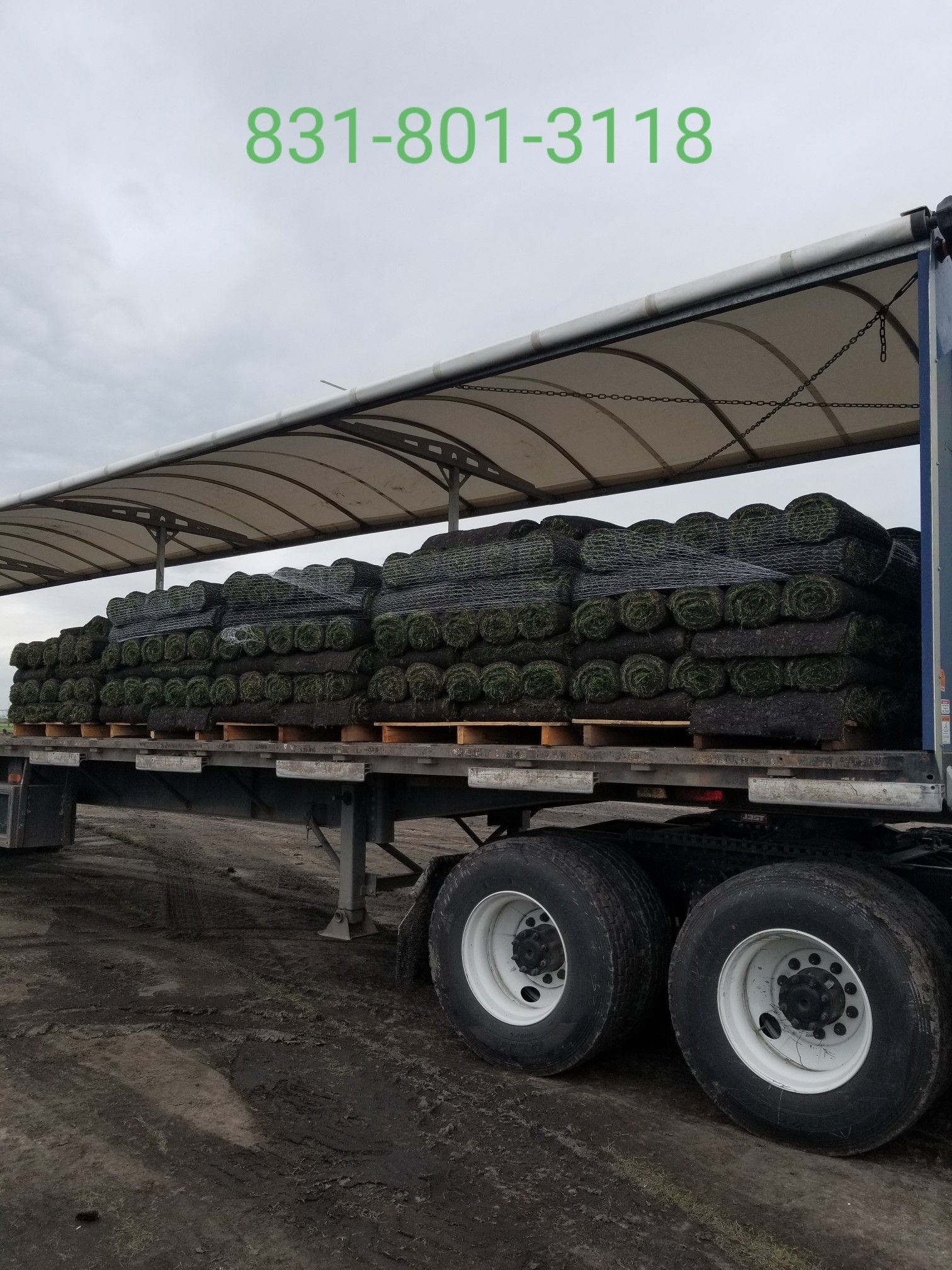 Sod harvest fresh