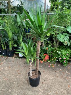 Yucca Cane Plant #2