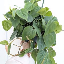 Philodendron Cordatum Heart Leaf Plant 6" Pot - Indoor House Plants
