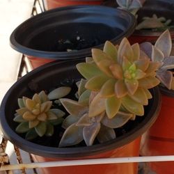 Succulents Potted Plants