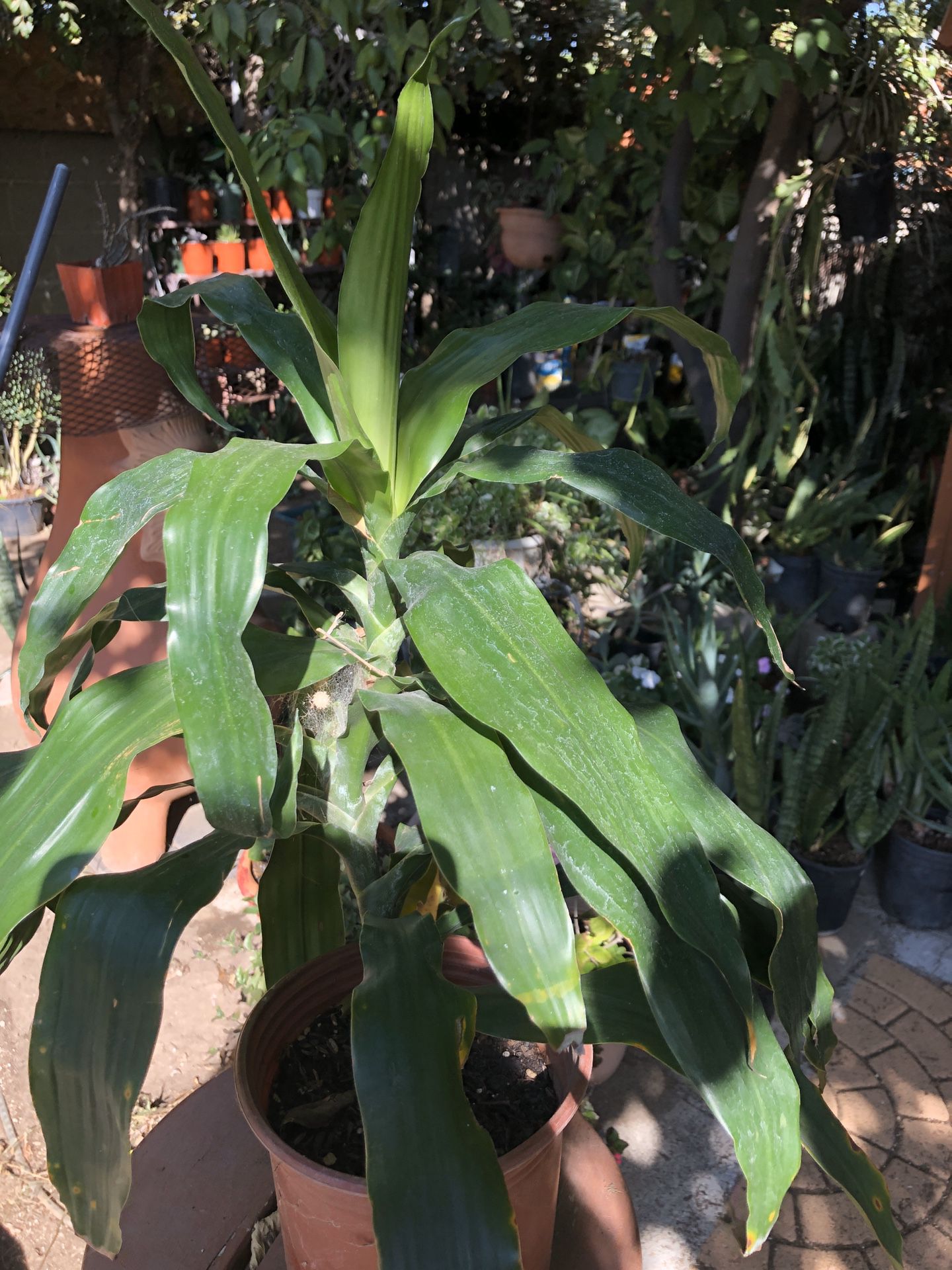 House or patio plant for sale