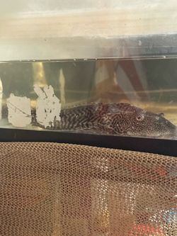 Free fish