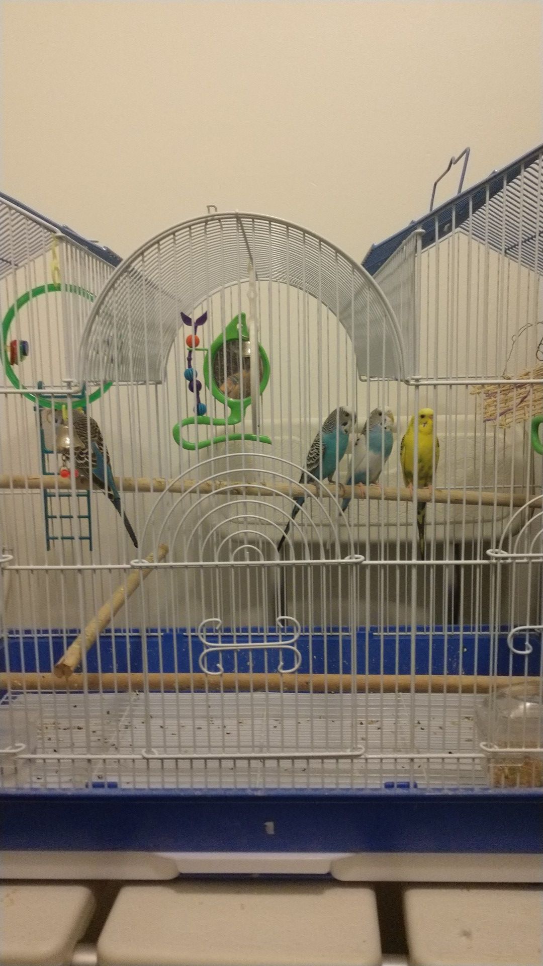 4 birds and a cage only $ 60 and it comes with there food for a year