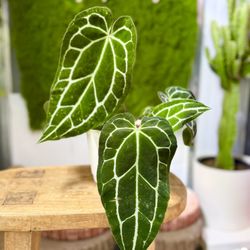 Plants (6”pot🌿Anthurium Crystallinum )