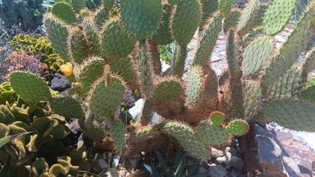 Prickly Pear Cactus "Cuttings"