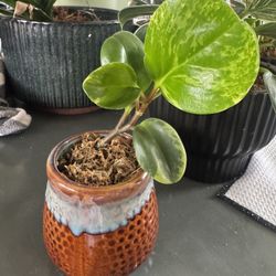 Variegated Baby Rubber Plant