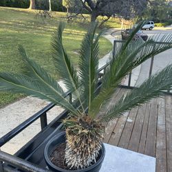 Sego Palm (pot Not Included)