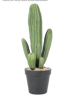 Cactus Plant.. Artificial 