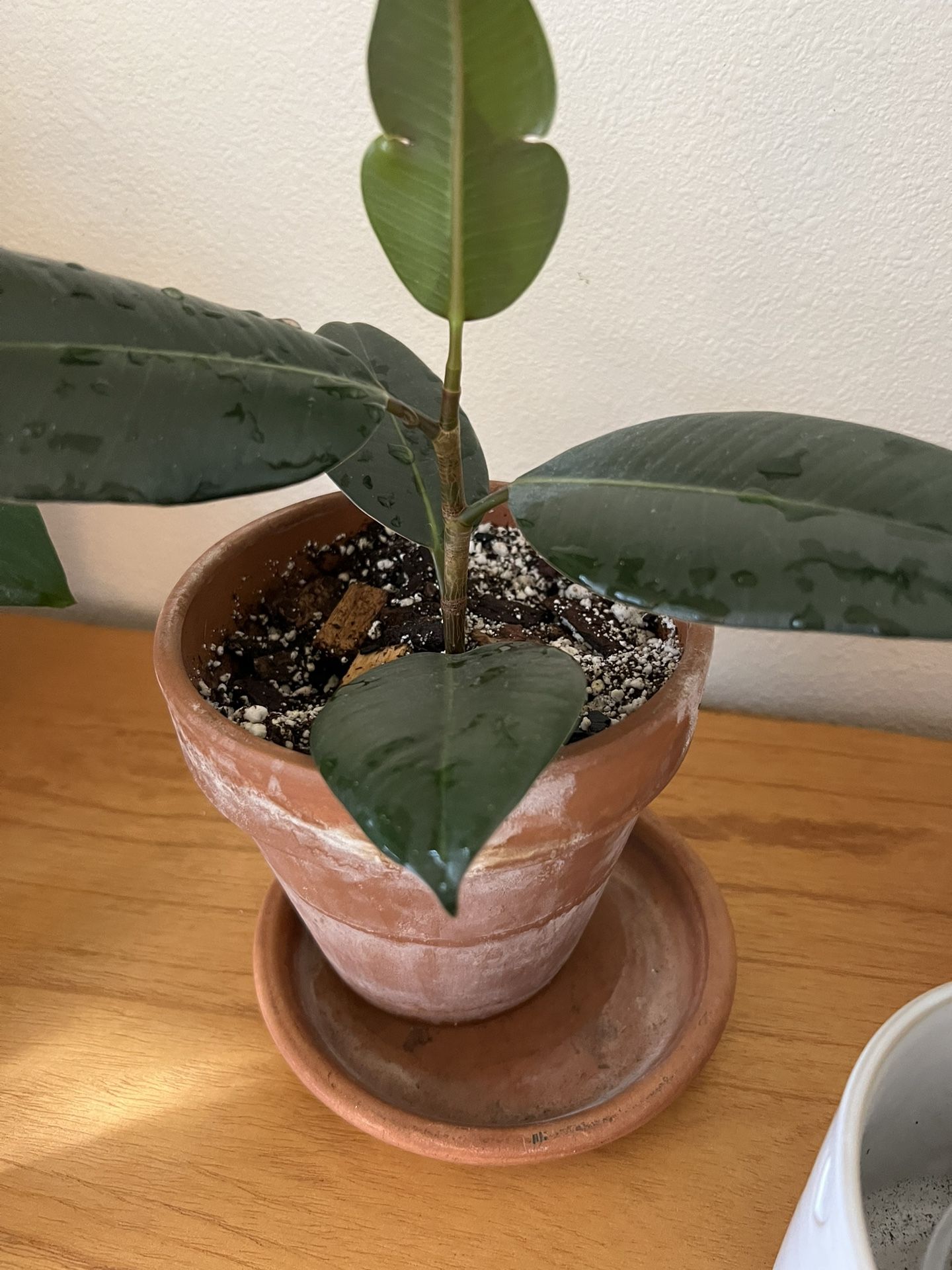 Rubber Tree Plant