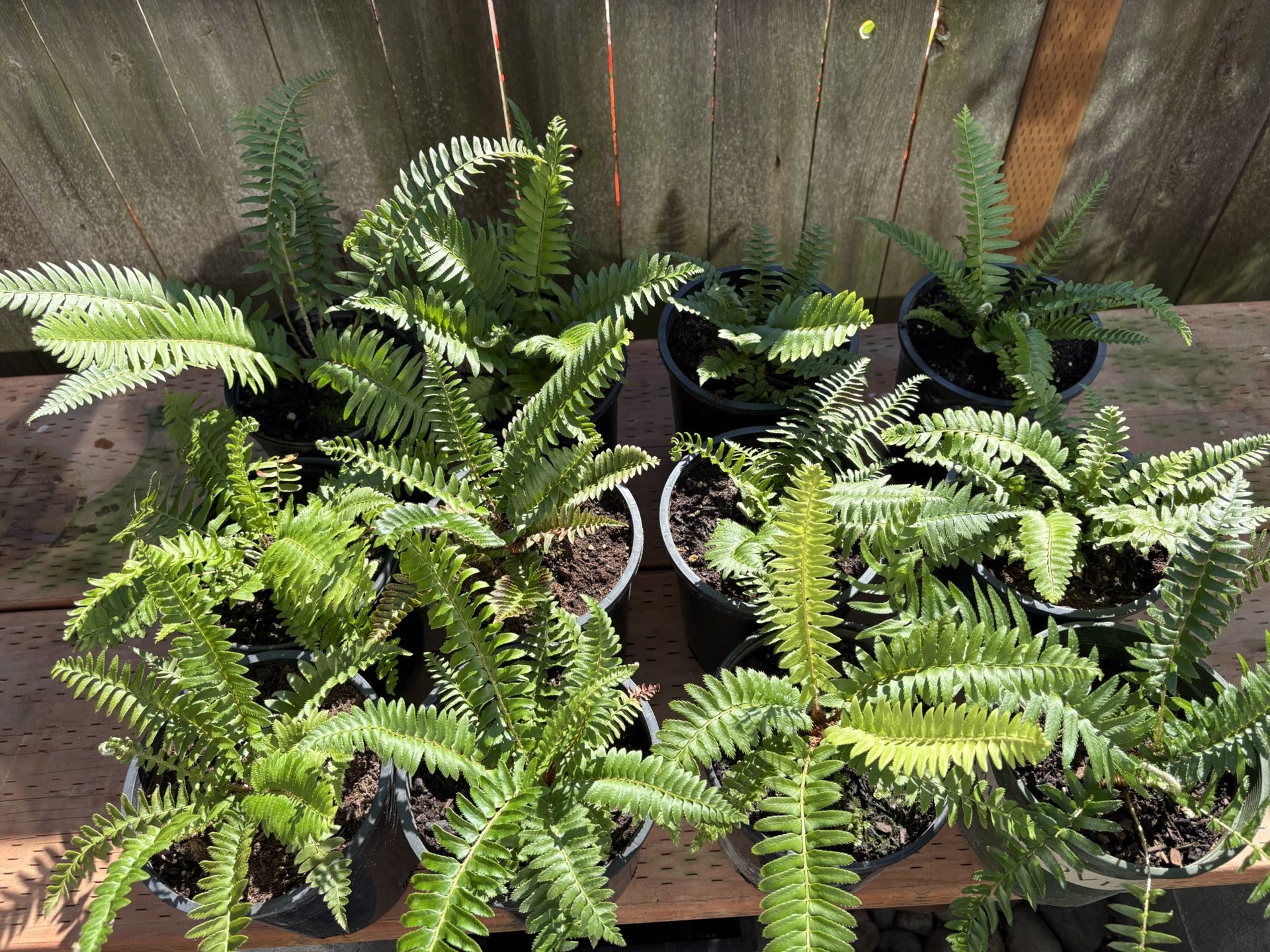 Western Sword Ferns X12 (priced Per Pot)