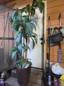 7ft Tall Plant