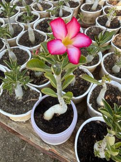 Desert Roses