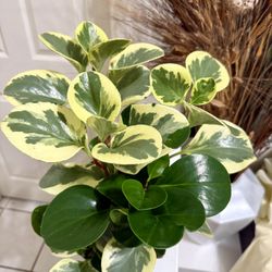 ❤️What A Gorgeous Combination Of Rubber Peperomia & Variegated Peperomia❤️ 6” Nursery Pot❤️