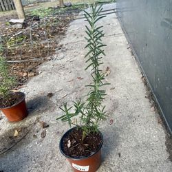 Nativized Rosemary 