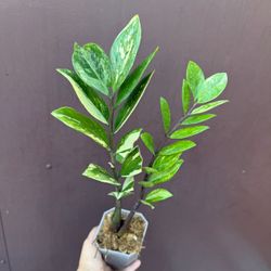 Variegated Zz Plant W/2 Plants 