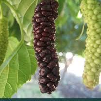 Pakistani mulberry tree
