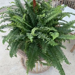 Big Nice Juster Fern Plants