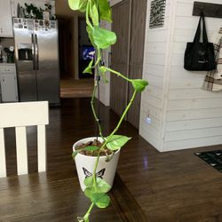 Pothos Plant