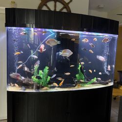Fish Tank Aquarium 300 Gallon Acrylic 