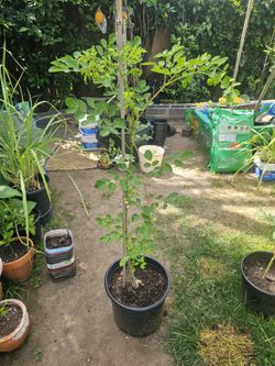 Organic Moringa (Malungay) Different Sizes (3-3.5 Feet)
