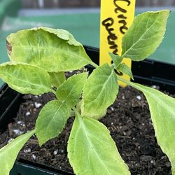 Cerro Quemado Salvia Divinorum Plant - Sage of the Diviners - Yerba de la pastora - Hierba de los dioses - ska maria planta aztec azteca maya oaxaca