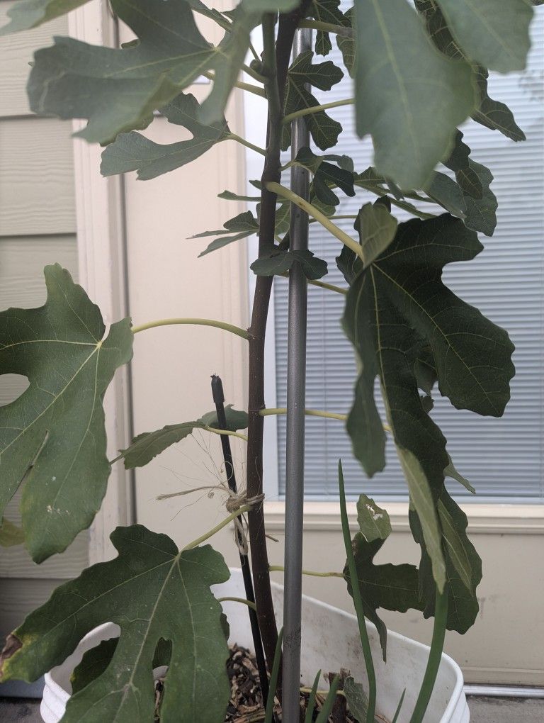 Tree Organic Fig