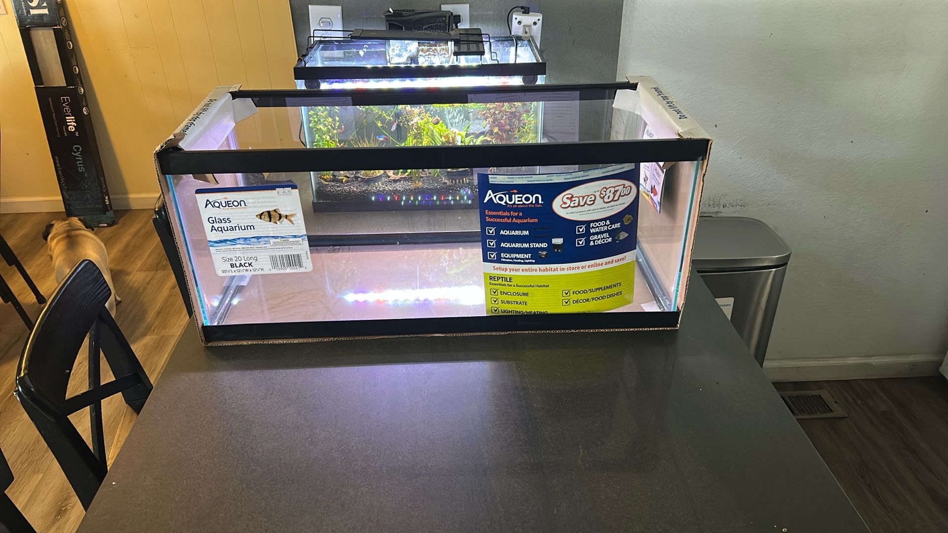 20 gallon long fish tank