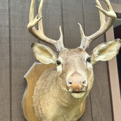 Deer Head With Wood Mount
