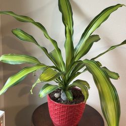 Extra Large Corn Plant 30” In A Ceremic Planter 