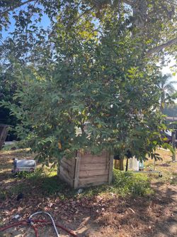 Guava Tree