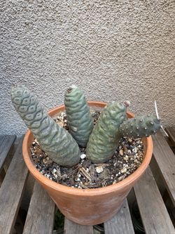 Pine cone cactus plant