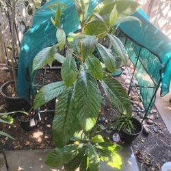 Loquat Tree
