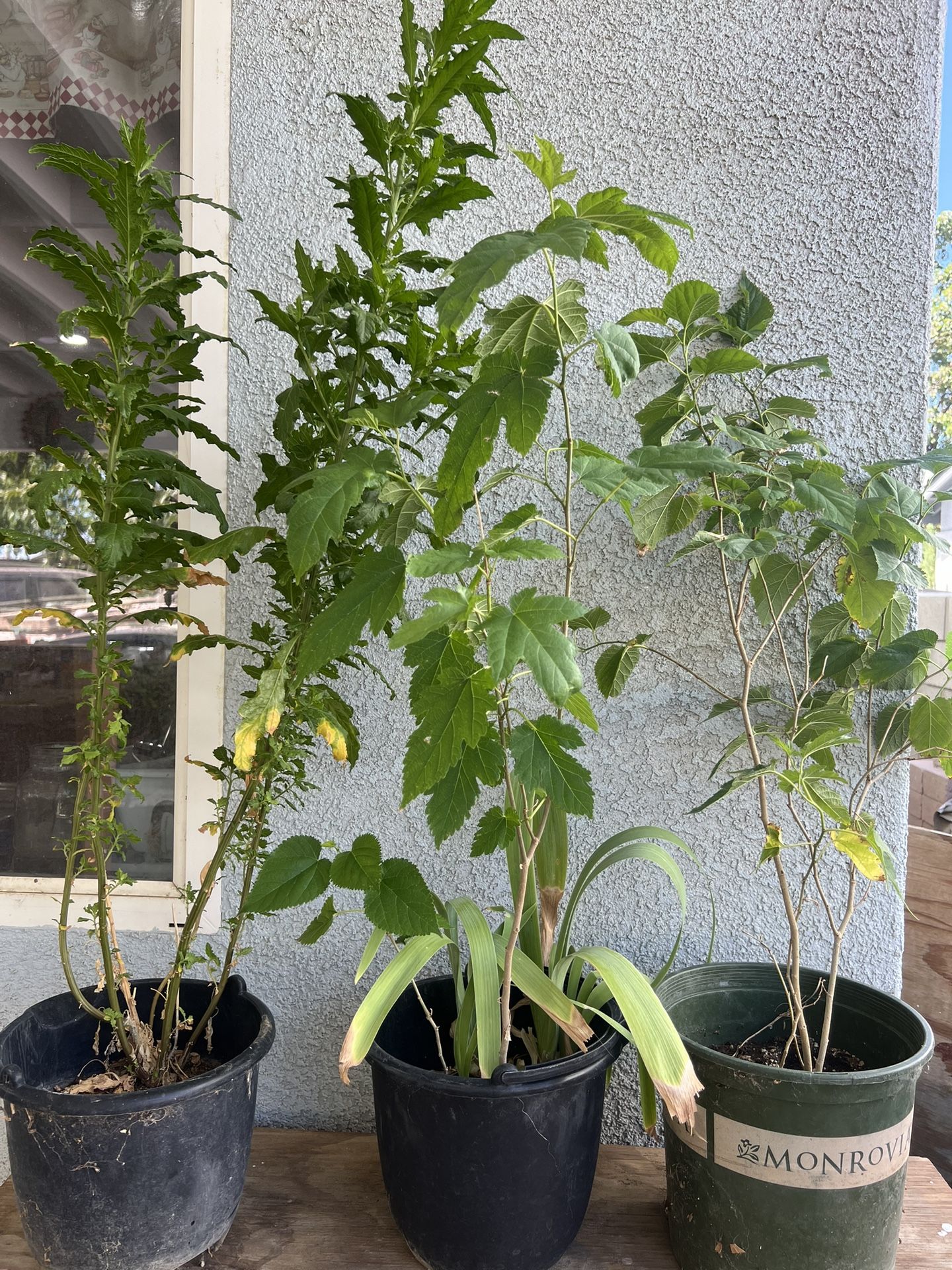 Mulberry Tree And Epazote Plants