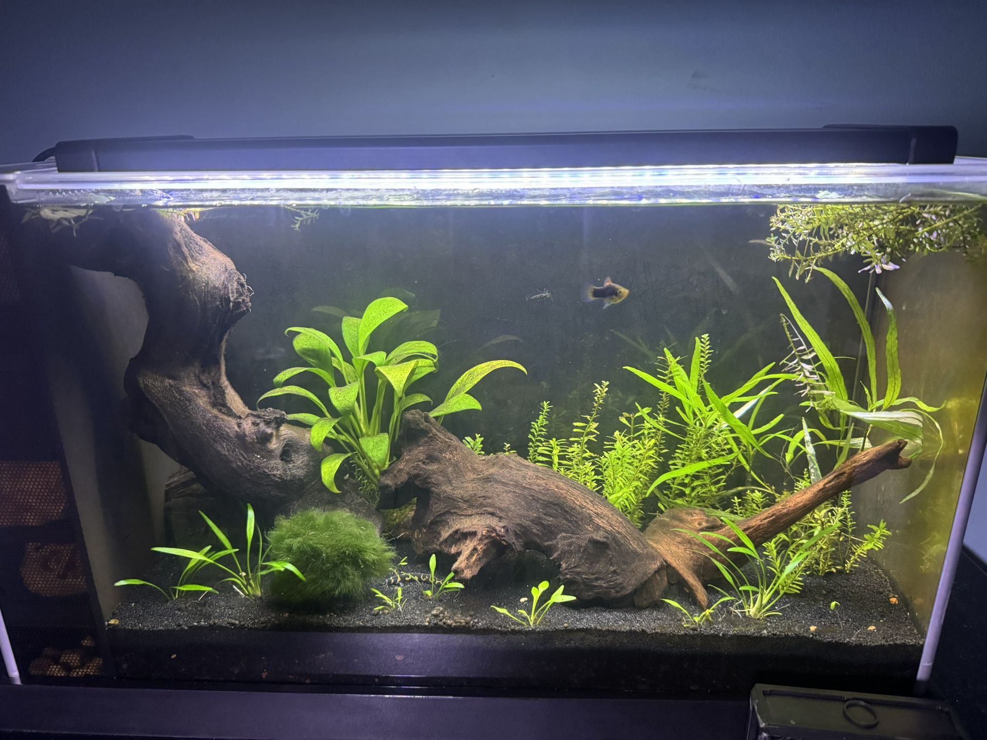 Fluval Spec V Fish Tank Aquarium 