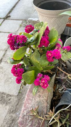Planta Kalanchoe