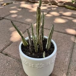 Homegrown organic pickle cactus in pot 