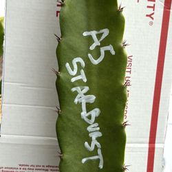 Dragon Fruit Starters Many Varieties Available 